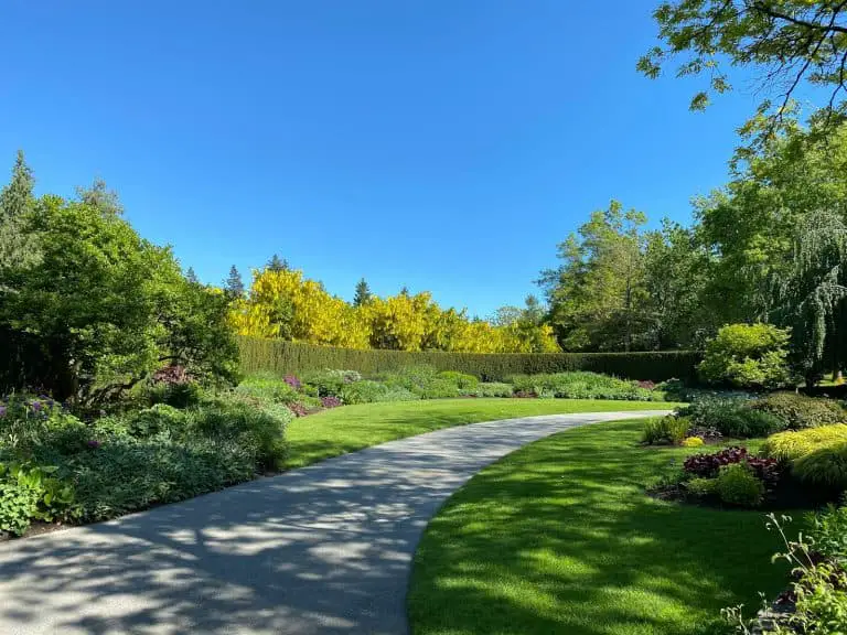 lawn overseeding